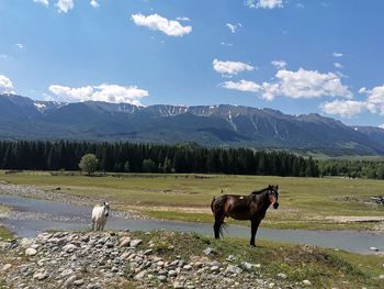 Horse standing on field against sky