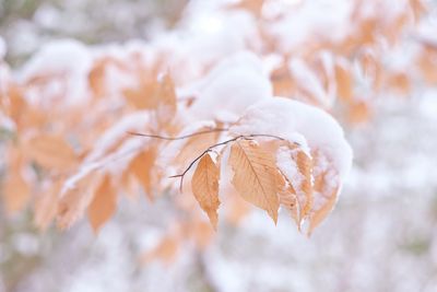 Close-up of snow on tree