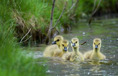 Close-up of goslings swimming in lake