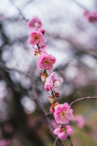 Close-up of purple flowering plant