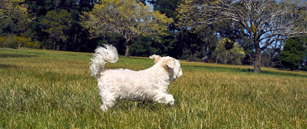 Trees on grassy field