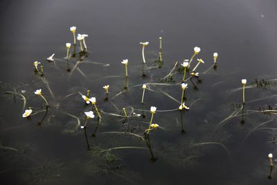 High angle view of plant floating on lake