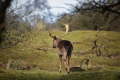 Deer in a forest
