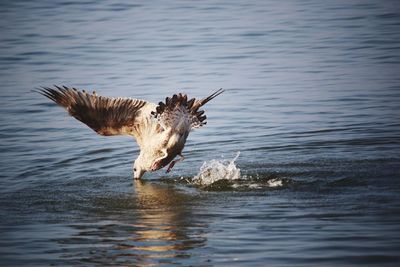 Seagull flying over lake