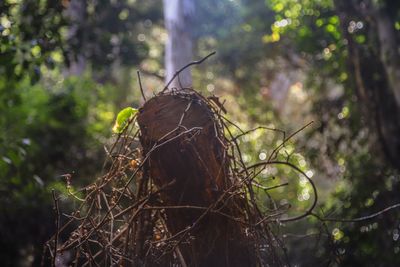 Close-up of dead plant on land