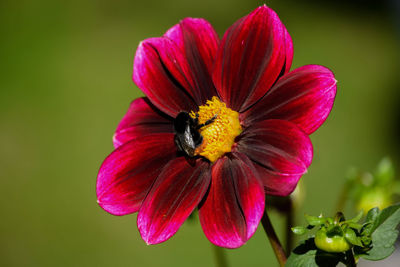 Close-up of pink cosmos flower