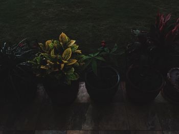 Potted plants