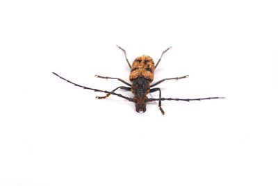 Close-up of spider on white background