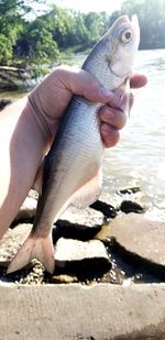 Close-up of hand with fish