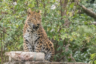 Cat relaxing on tree in zoo