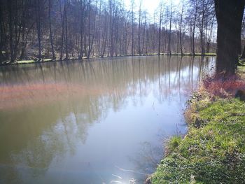 Reflection of trees in lake