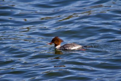  duck swimming in lake