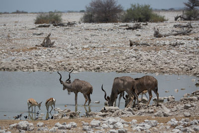 Deer drinking water in lake