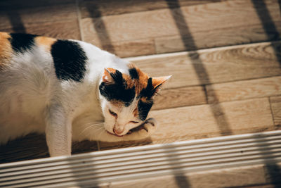 High angle view of cat relaxing on floor