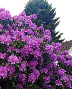 Pink flowers blooming on tree