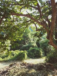 Trees growing in forest