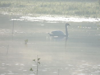 Swan swimming in lake