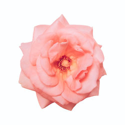 Close-up of pink rose against white background