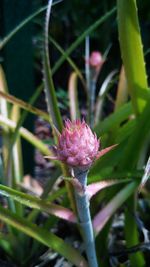 Close-up of pink flower