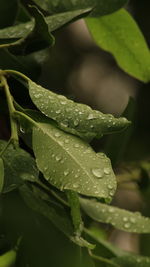 Close-up of raindrops on leaves