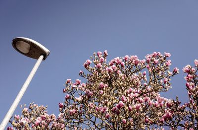 Low angle view of tree against clear blue sky