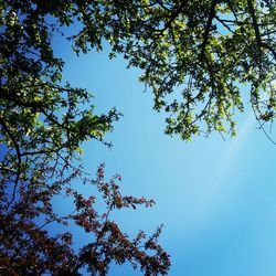 Low angle view of trees against sky