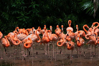 Flock of flamingos by lake