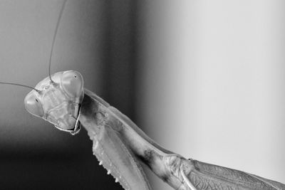 Close-up portrait of praying mantis