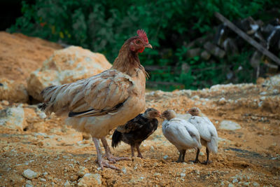 A mother hen and several chicks are cold in a field