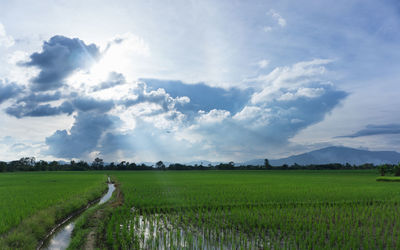 Scenic view of agricultural field against sky