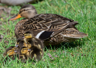 Mallard duck