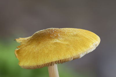 Close-up of yellow mushroom