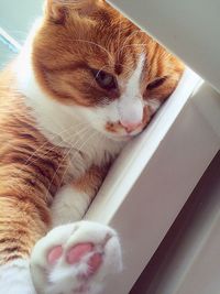 Close-up of a cat looking away