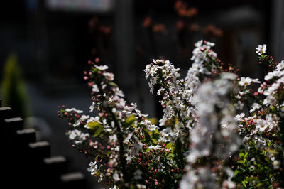 Close-up of white flowering plant in park