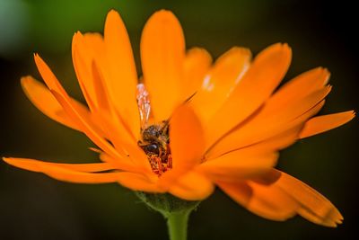 Close-up of orange flower