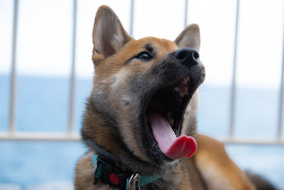 Close-up of a dog