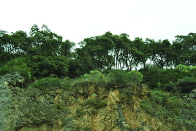 Trees in forest against sky