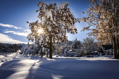 Trees on snow covered landscape against sky