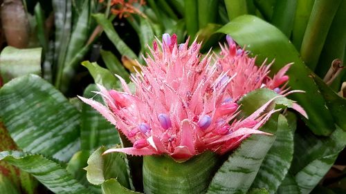 Close-up of pink flower