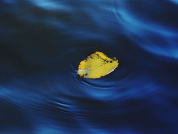 High angle view of yellow leaf floating on water