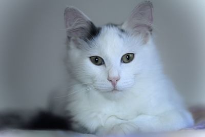 Close-up portrait of white cat
