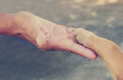 Cropped hand touching paw of dog