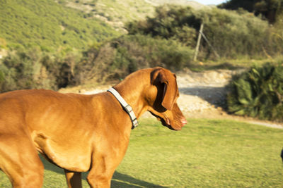 Side view of a dog on field