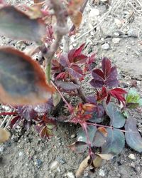 High angle view of flowering plants on land