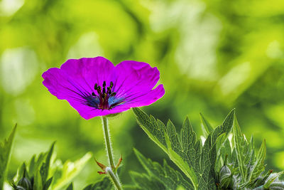 Close-up of purple flowering plant