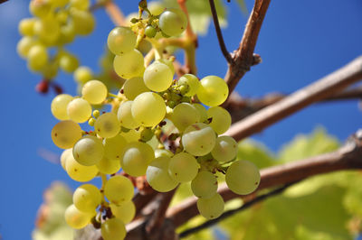 Low angle view of fresh fruits on tree against sky