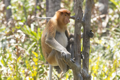 Proboscis monkey sitting on tree in forest