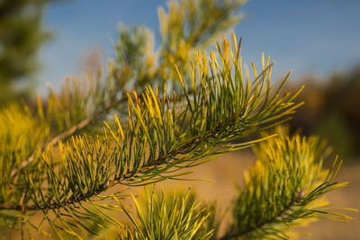 Close-up of pine tree