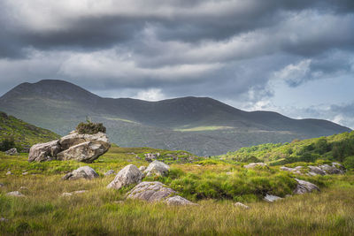 Rough landscape with boulders, meadow and forest, illuminated by sunlight in molls gap, ireland