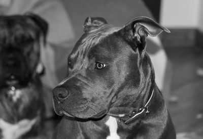 Close-up of a dog looking away